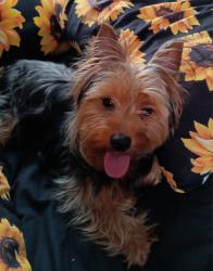 Lost Male Dog last seen Brown and 2nd, Divernon, IL 62530