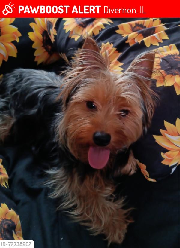 Lost Male Dog last seen Brown and 2nd, Divernon, IL 62530