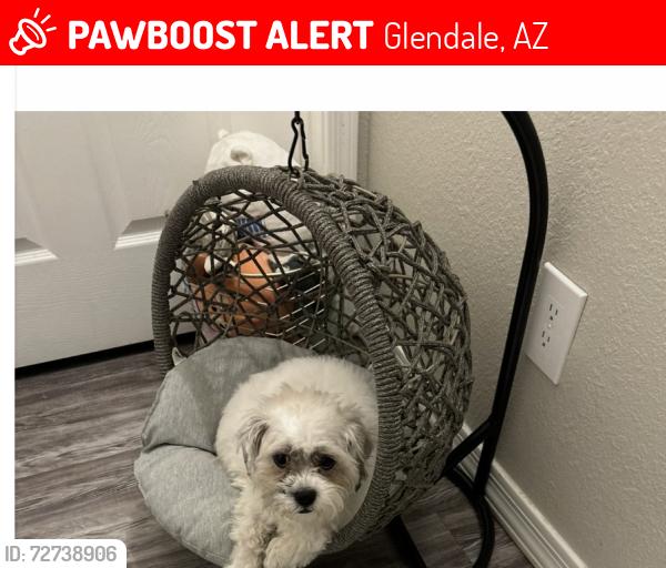 Lost Female Dog last seen 67th ave, Glendale, AZ 85048