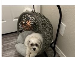 Lost Female Dog last seen 67th ave, Glendale, AZ 85048