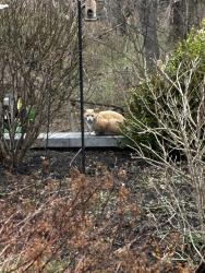 Found/Stray Unknown Cat last seen Wellnow , Rensselaer, NY 12144