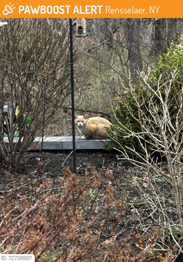 Found/Stray Unknown Cat last seen Wellnow , Rensselaer, NY 12144