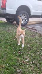 Found/Stray Unknown Cat last seen Near playground, Horsham, PA 19044