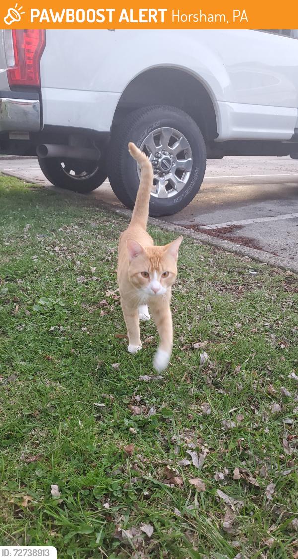 Found/Stray Unknown Cat last seen Near playground, Horsham, PA 19044
