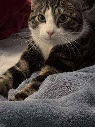 Lost Male Cat last seen Rachel Court , Spartanburg, SC 29303