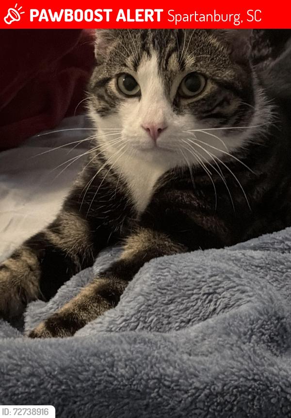 Lost Male Cat last seen Rachel Court , Spartanburg, SC 29303