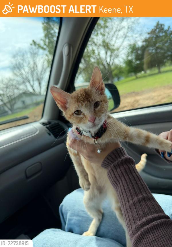 Found/Stray Female Cat last seen Keene, Keene, TX 76059