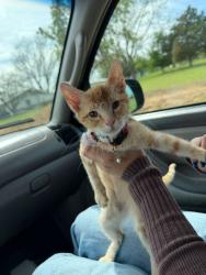 Found/Stray Female Cat last seen Keene, Keene, TX 76059