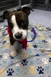Shelter Stray Female Dog last seen CHARLOTTE, Charlotte, NC 28217