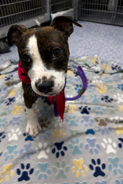 Shelter Stray Female Dog last seen CHARLOTTE, Charlotte, NC 28217