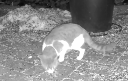 Found/Stray Unknown Cat last seen Orono, Orono, MN 55356