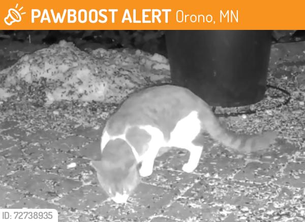Found/Stray Unknown Cat last seen Orono, Orono, MN 55356
