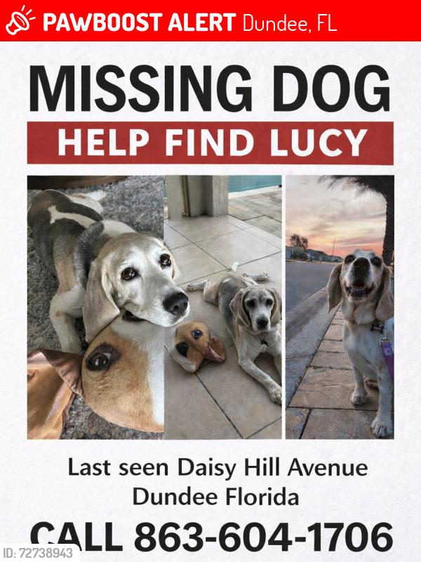 Lost Female Dog last seen Orange groves, Dundee, FL 33838