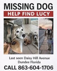 Lost Female Dog last seen Orange groves, Dundee, FL 33838