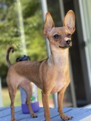Lost Female Dog last seen McDonald's of I95, Fredericksburg, VA 22401