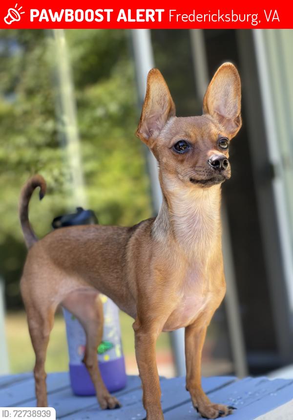 Lost Female Dog last seen McDonald's of I95, Fredericksburg, VA 22401