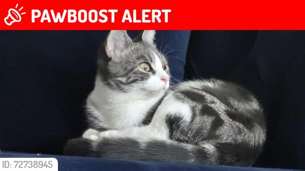 Lost Female Cat last seen Garrick Street, Merseyside, England L7 4LF
