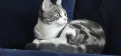 Lost Female Cat last seen Garrick Street, Merseyside, England L7 4LF