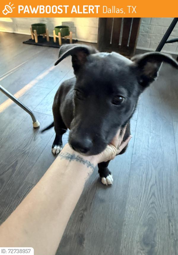 Found/Stray Female Dog last seen Hillview park Dallas 75228 , Dallas, TX 75228