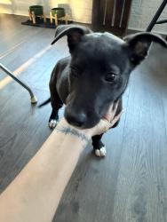 Found/Stray Female Dog last seen Hillview park Dallas 75228 , Dallas, TX 75228
