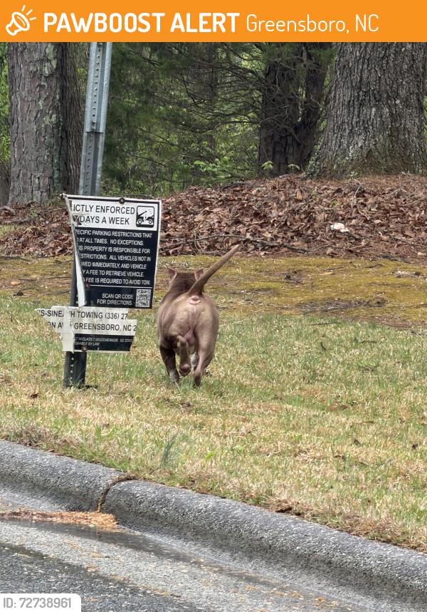 Found/Stray Male Dog last seen Spur Rd , Greensboro, NC 27406