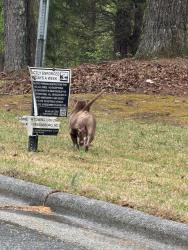 Found/Stray Male Dog last seen Spur Rd , Greensboro, NC 27406