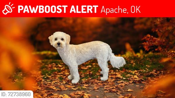 Lost Male Dog last seen Oak & Wallace , Apache, OK 73006