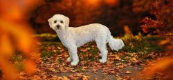 Lost Male Dog last seen Oak & Wallace , Apache, OK 73006