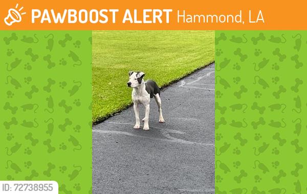 Found/Stray Male Dog last seen Old Baton Rouge Hwy and Bankston Road, Hammond, LA 70403