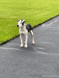 Found/Stray Male Dog last seen Old Baton Rouge Hwy and Bankston Road, Hammond, LA 70403