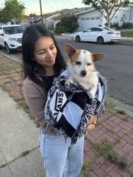 Found/Stray Male Dog last seen Near meadowbrook ave , Hayward, CA 94544