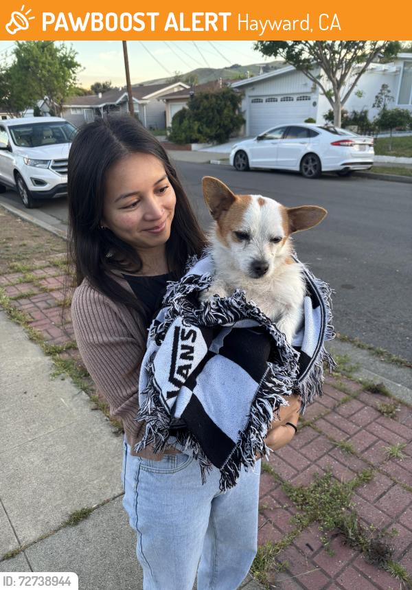 Found/Stray Male Dog last seen Near meadowbrook ave , Hayward, CA 94544