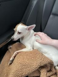 Found/Stray Female Dog last seen Court st, Circleville, OH 43113