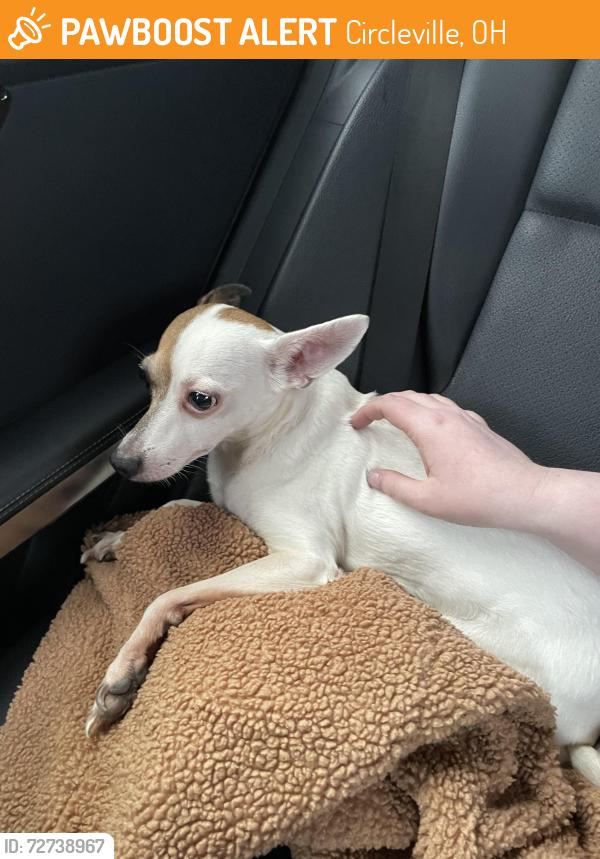 Found/Stray Female Dog last seen Court st, Circleville, OH 43113