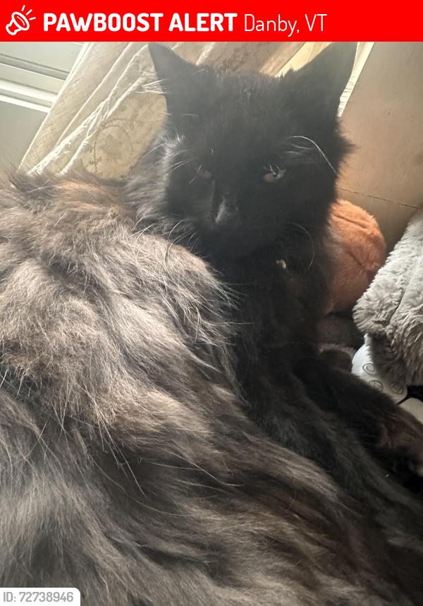 Lost Male Cat last seen Brook rd and the river are down by, Danby, VT 05739