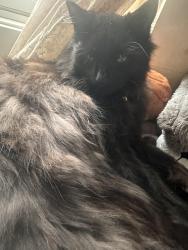 Lost Male Cat last seen Brook rd and the river are down by, Danby, VT 05739