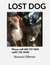 Lost Male Dog last seen Stafford and Dennis St, Irving, TX 75062