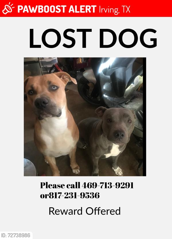 Lost Male Dog last seen Stafford and Dennis St, Irving, TX 75062