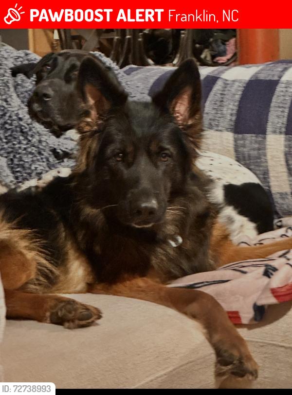 Lost Female Dog last seen Food lion, Franklin, NC 28734