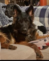 Lost Female Dog last seen Food lion, Franklin, NC 28734