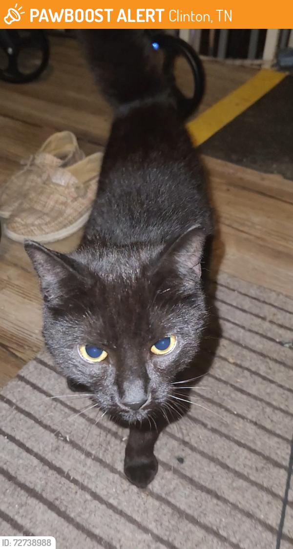 Found/Stray Unknown Cat last seen Lake City Highway, Clinton, TN 37716