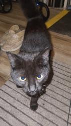 Found/Stray Unknown Cat last seen Lake City Highway, Clinton, TN 37716