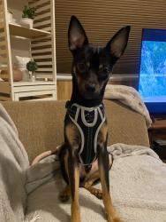 Found/Stray Male Dog last seen CHI ST LUKES Lufkin, Lufkin, TX 75904