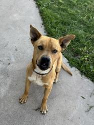 Found/Stray Male Dog last seen Gregory Dr , San Angelo, TX 76905