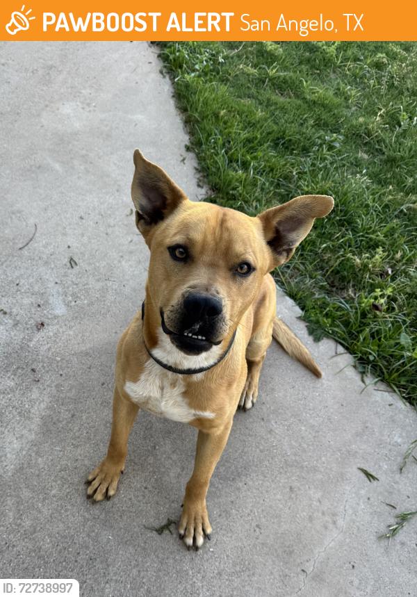 Found/Stray Male Dog last seen Gregory Dr , San Angelo, TX 76905