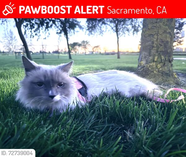 Lost Female Cat last seen Near green haven drive, Sacramento, CA 95831