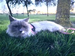 Lost Female Cat last seen Near green haven drive, Sacramento, CA 95831