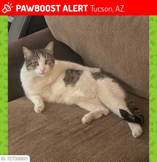 Lost Male Cat last seen GLENN AND STONE, Tucson, AZ 85705