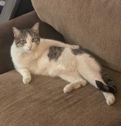Lost Male Cat last seen GLENN AND STONE, Tucson, AZ 85705
