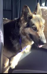 Found/Stray Unknown Dog last seen navarro drive, Allen, TX 75013